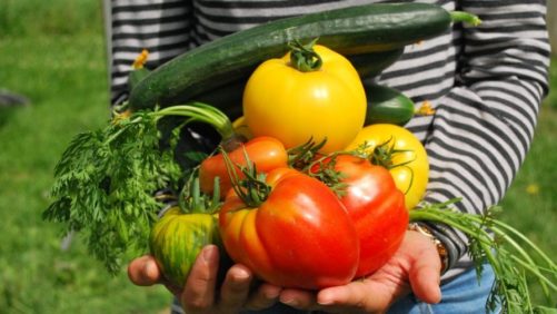 How The Industry Is Ensuring Consumer Success With Plants