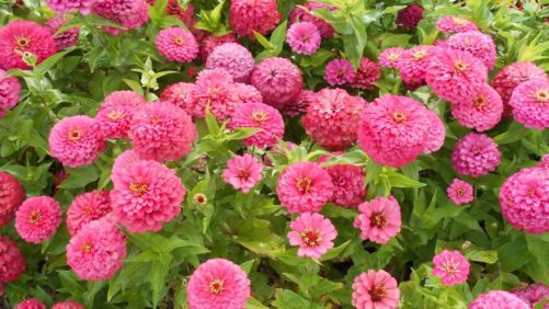 Cornell Floriculture Field Day to Feature New Varieties, Disease Management