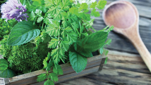 Are You Growing or Considering Growing Culinary Herbs? If So, This Survey Is for You