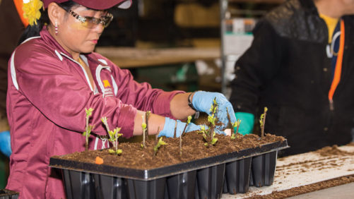 How Bailey Nurseries Navigates The H-2A Program