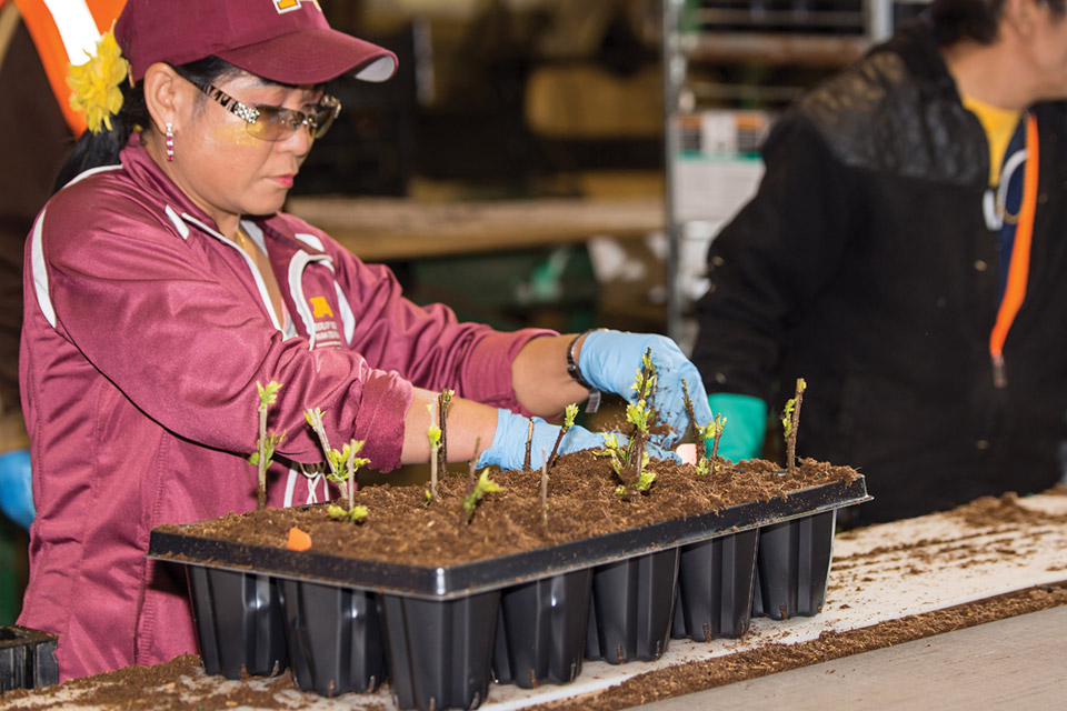 bailey-nurseries-veterans-workforce