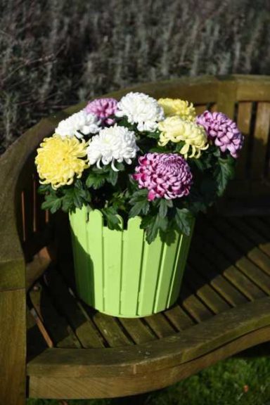 Cosmo Pot Mum Trio (Dümmen Orange)