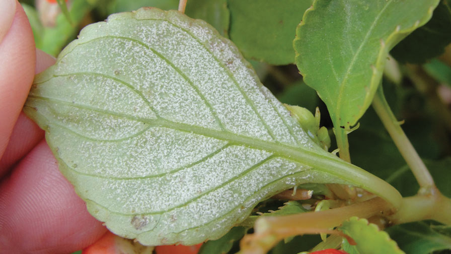 New Crop Protection Products for Greenhouse Growers Are on the Way