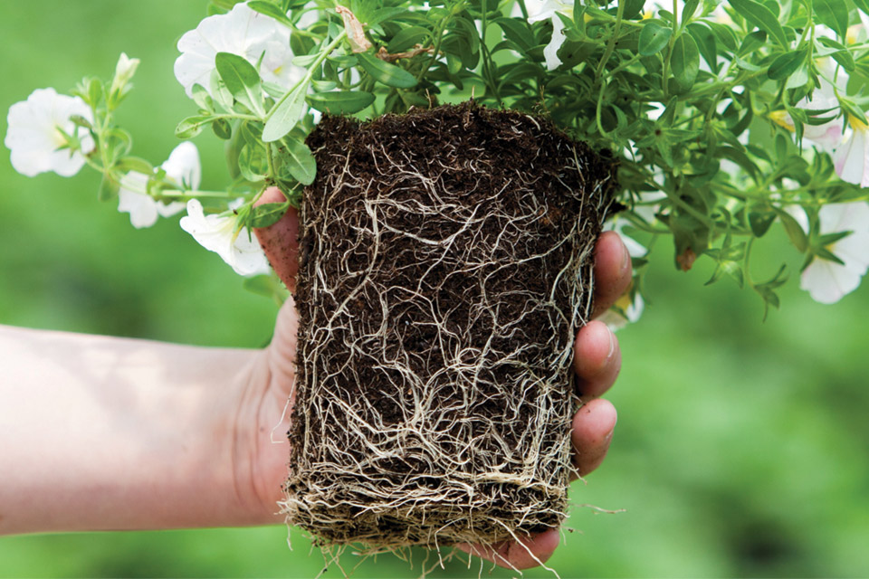 Why You Need To Know What's In Your Growing Media Mix - Greenhouse Grower