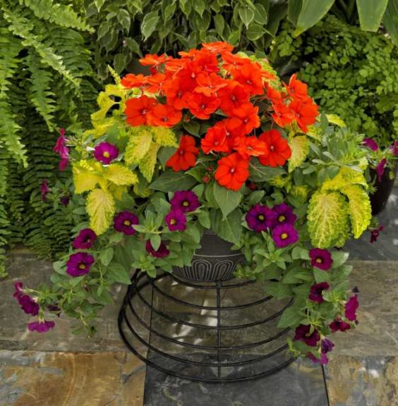 Impatiens SunPatiens Mix (Sakata Ornamentals)