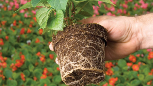 Ohio State Greenhouse Workshop Will Dig Deep Into Plant Root Zone