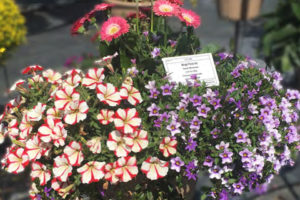 Mingle Picnic Mix (Florist Holland)
