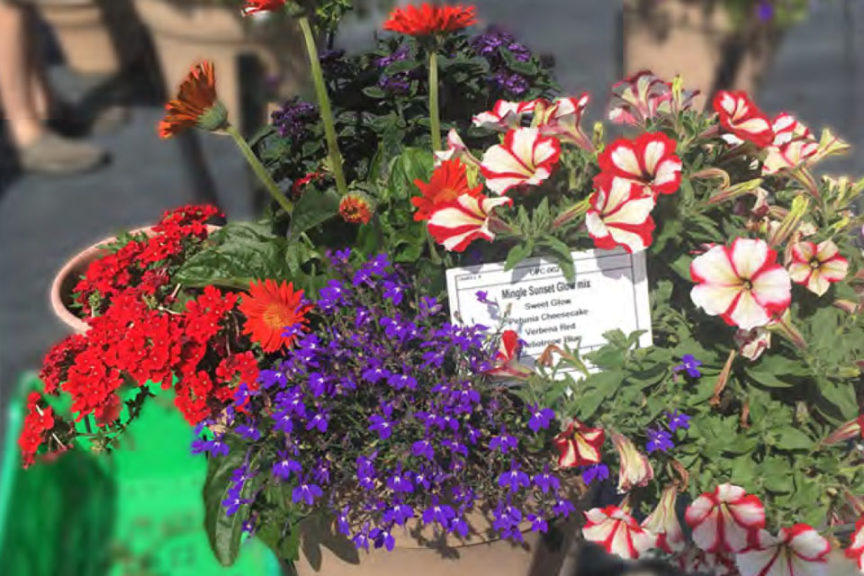 Mingle Sunset Glow Mix (Florist Holland) 