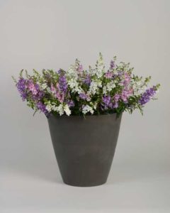 MixMasters Summer Bouquet (Ball FloraPlant)