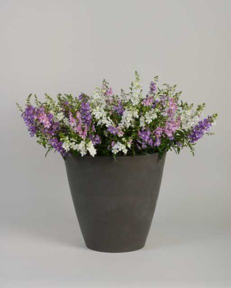 MixMasters Summer Bouquet (Ball FloraPlant)