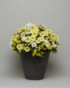 MixMasters Sunnyside (Ball FloraPlant) 