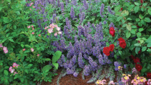 Allan Armitage: Plants That Can Bring Success in the New Year