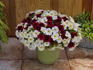Petchoa SuperCal Buttercream and Crimson Red Mix (Sakata Ornamentals)