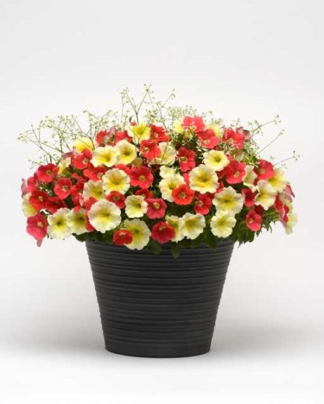 Plug & Play Premium Annuals Coral Lights (PanAmerican Seed) 