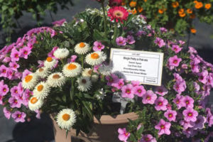 Mingle Pretty In Pink Mix (Florist Holland) 