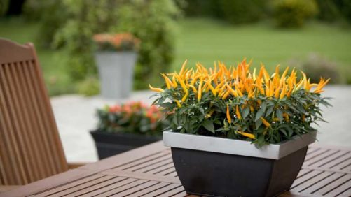 Ball Horticultural Expands Potted Plant Offerings With Purchase Of Ex-Plant