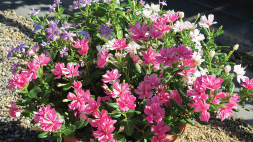 Four Mixed Container Trends To Watch
