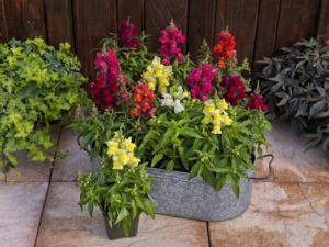 Snapdragon Candytops Mix (Sakata Ornamentals) 
