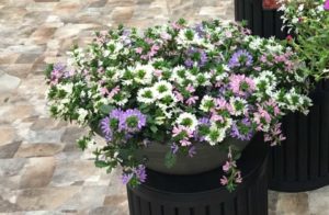 Scaevola Surdiva Mix (Suntory Flowers)