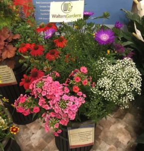 Mixed Perennial Planter (Walters Gardens) 