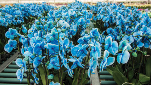 How Westerlay Orchids Solved Its Bacteria Problem