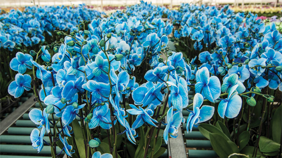 westerlay-orchids-feature carbon-neutral