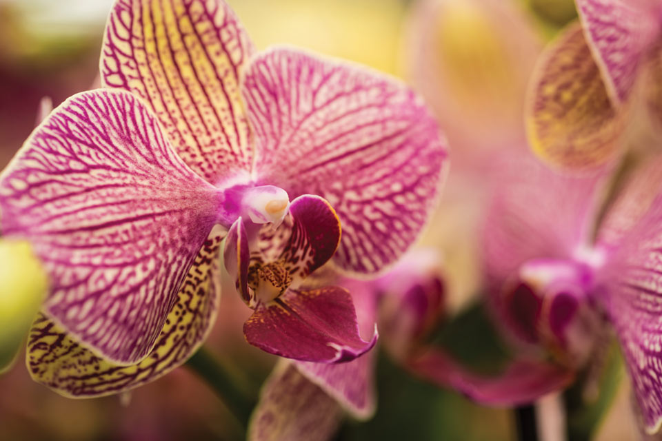 westerlay-orchids