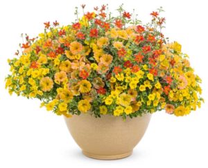 Honeybelle (Proven Winners) 