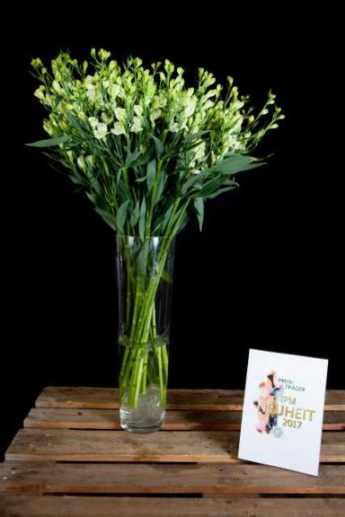 ‘White Pearls,’ an alstroemeria from Könst Alstroemeria