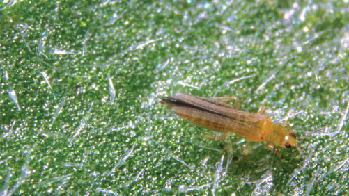 New Bioinsecticide Gets OK for Use on Greenhouse Crops