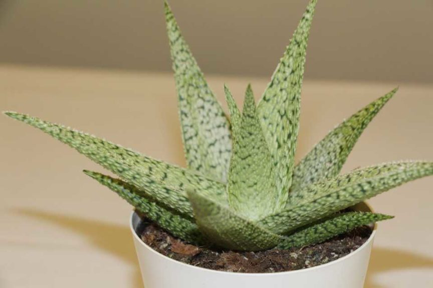 Aloe ‘White Sprint’ (Deroose Plants, Inc.)