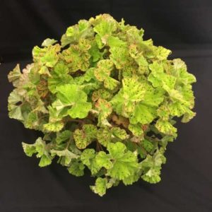 Begonia ‘Harmony’s ‘Ray Glo’ (Ag3, Inc.)