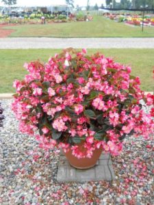 2016 C. Raker & Sons Field Trials Results