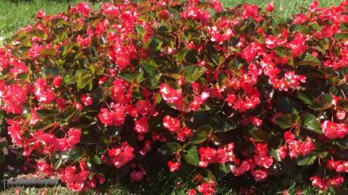 2016 The Ohio State University Field Trials Results