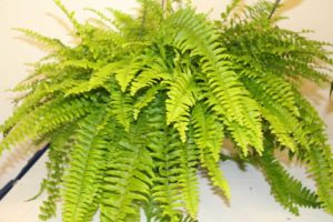 Boston Dakota Fern (Casa Flora, Inc.)