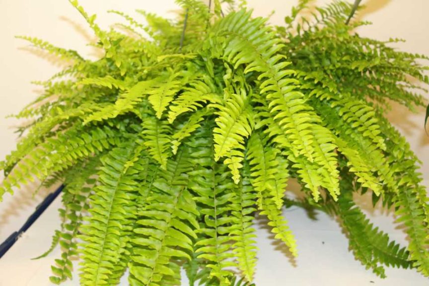 Boston Dakota Fern (Casa Flora, Inc.)