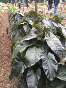 Colocasia ‘Aloha’ (Plant Haven) 
