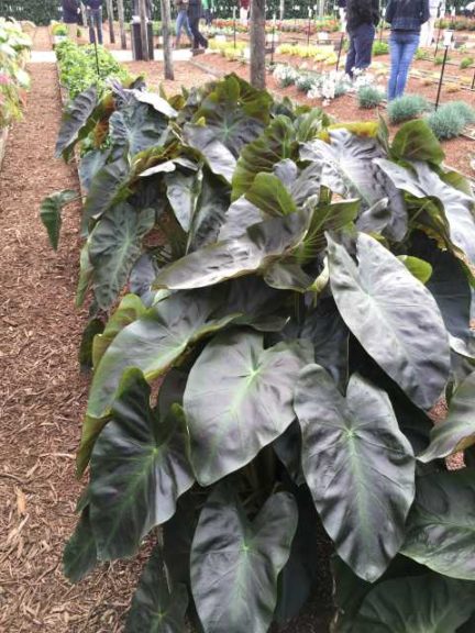 Colocasia ‘Aloha’ (Plant Haven) 