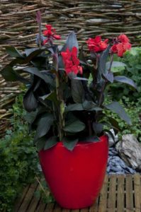 Canna ‘Cannova Bronze Scarlet’ (Ball Ingenuity) 