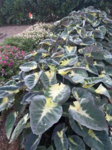 Colocasia ‘Tropical Storm’ (Plant Haven) 