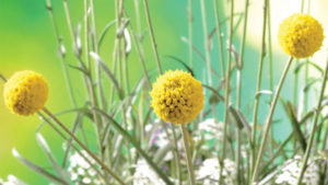 Growing Tips for Craspedia ‘Golf Beauty’