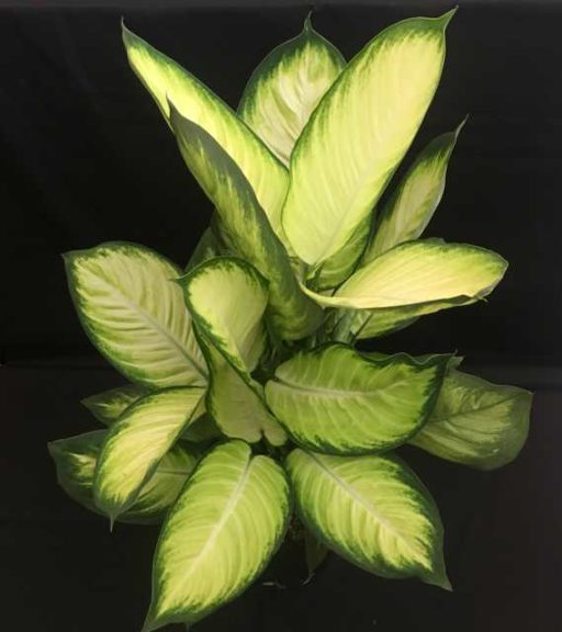 Dieffenbachia 'Tropic Marianne' (Ag3, Inc.)
