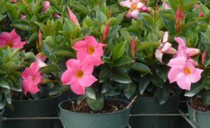 Dipladenia ‘Sundenia Coral’ (Suntory Flowers)