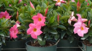 New Tropical and Foliage Plants That Offer Hidden Benefits