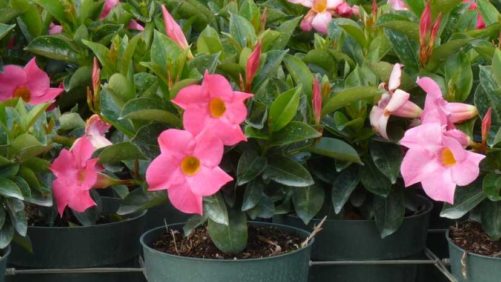 New Tropical and Foliage Plants That Offer Hidden Benefits