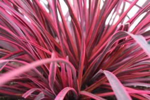 Cordyline ‘Festival Raspberry’ (Anthony Tesselaar Plants) 