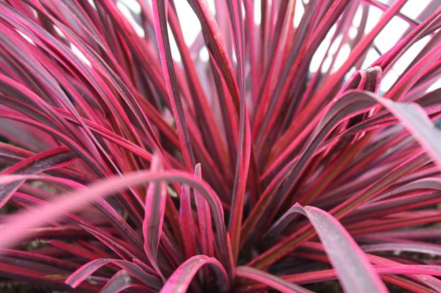 Cordyline ‘Festival Raspberry’ (Anthony Tesselaar Plants) 
