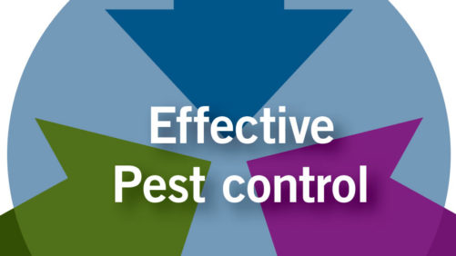Prevention and Early Intervention:  The Keys to Biocontrol Success in Greenhouse Crops