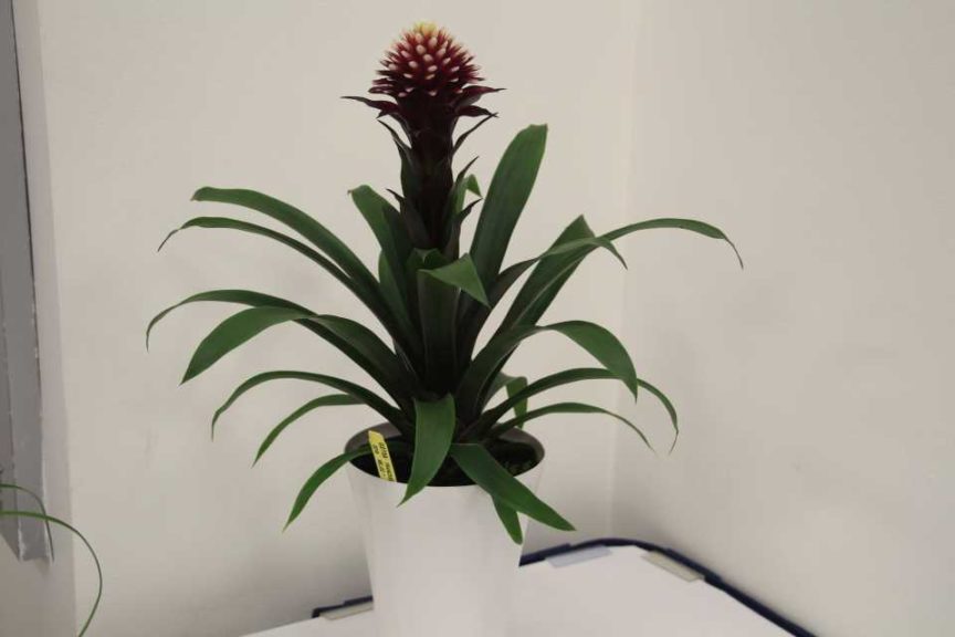 Guzmania ‘Francesca’ (Deroose Plants)