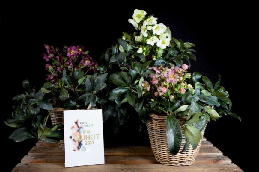 Helleborus Gold Collection 'Ice N‘Roses' (Helleborus x glandorfii) from Heuger Gartenbaubetriebe